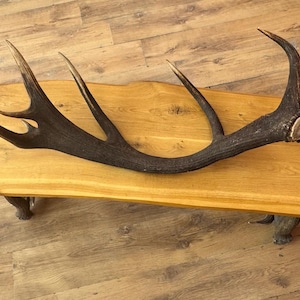 Huge Deer Antler 4.14kg – Shed Antler from Lithuania • Uncleaned Rustic Decor • Real Deer Antler for Crafts, Carving, Cabin Decor