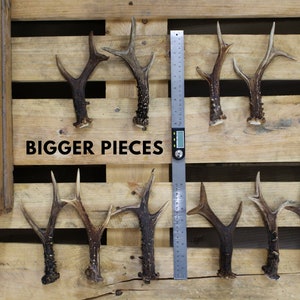 Few roe deer antlers near measuring line, all roe deer antlers are big