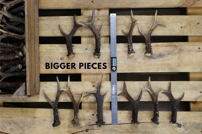 Few roe deer antlers near measuring line, all roe deer antlers are big