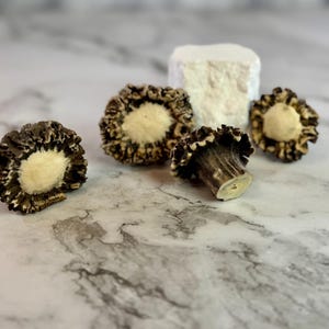 Roe Deer Antler Burr Knob | SINGLE premium quality antler burr for DIY crafting | Gift For Hunter | Natural Home Decor | Hunting Lodge Decor