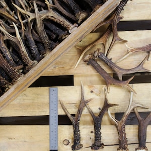 Few selected roe deer antlers near a box full with roe deer antlers