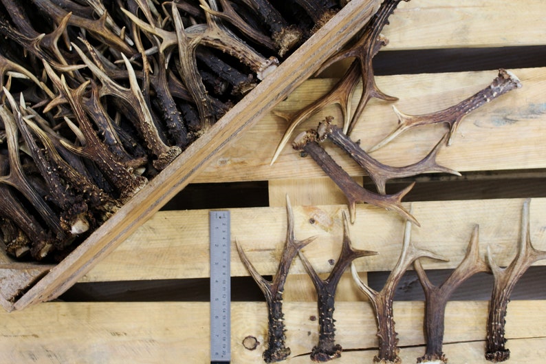 Few selected roe deer antlers near a box full with roe deer antlers