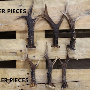 Roe deer antler size comparison between smaller and bigger pieces of roe deer antlers