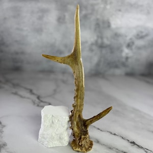 Unique Roe Deer Antler | Gift For Hunter | SINGLE premium quality antler for DIY crafting | Natural Home Decor | Hunting Lodge Decor