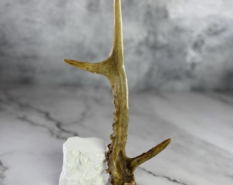 Natural Roe Deer Antler | Rustic Cabin Decor, DIY Craft Supply