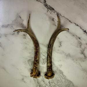 Roe Deer Antler Pair | Natural Antler Pieces for Crafting and DIY | Nr. 02 | Natural Home Decor
