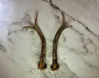Matched Roe Deer Antler Pair | Rustic Craft Supplies, Home Decor