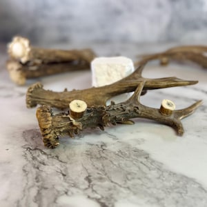Roe Deer Antler Handle | SINGLE premium quality antler for DIY crafting | Gift For Hunter | Natural Home Decor | Hunting Lodge Decor
