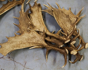 Fallow Deer Antlers | Premium quality Naturally Shed Fallow Deer Antlers for DIY and Crafts | Worldwide shipping! Sold by 1 piece