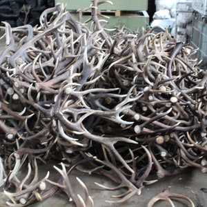 Deer Antlers | Wholesale 10 kg - 22 lbs | Premium quality Red Deer Antlers for DIY and Crafts | Worldwide shipping!