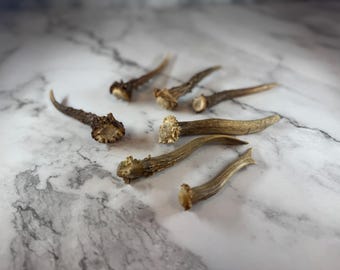 Tiny Roe Deer Antler | Natural Crafting Piece, Home Decor