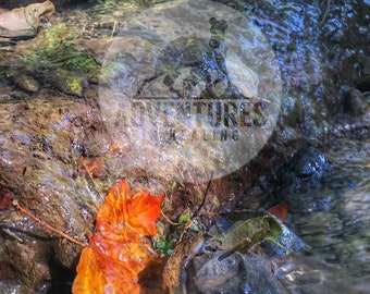 A Leaf's Rest - macro autumn photography print