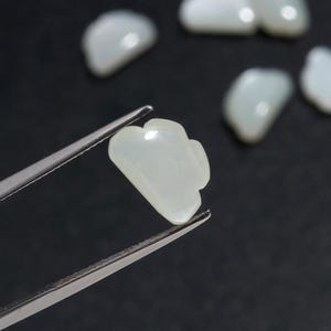 Op de afbeelding: Een witte, onregelmatig gevormde parelmoer schelp met een gegolfde rand. De schelp wordt vastgehouden door een pincet.