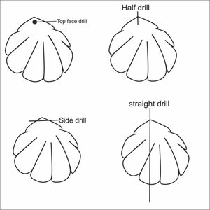 Puede incluir: Diagrama que muestra diferentes formas de perforar una concha. La imagen superior muestra una concha con un agujero de perforaci&oacute;n en la cara superior. La segunda imagen muestra una concha con un agujero de perforaci&oacute;n en la mitad de la concha. La tercera imagen muestra una concha con un agujero de perforaci&oacute;n en el lado de la concha. La cuarta imagen muestra una concha con un agujero de perforaci&oacute;n recto a trav&eacute;s del centro.