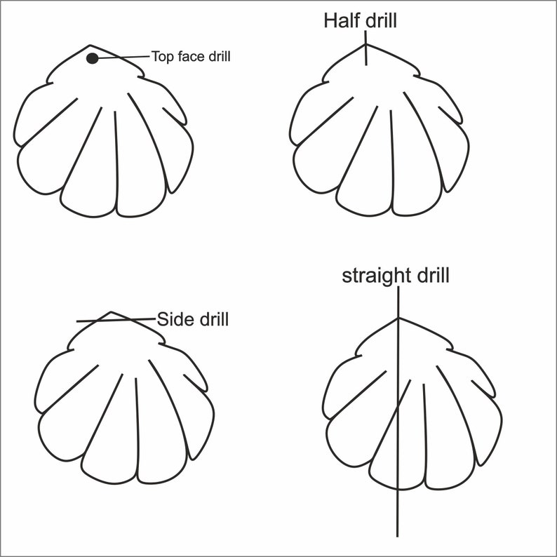 Puede incluir: Diagrama que muestra diferentes formas de perforar una concha. La imagen superior muestra una concha con un agujero de perforaci&oacute;n en la cara superior. La segunda imagen muestra una concha con un agujero de perforaci&oacute;n en la mitad de la concha. La tercera imagen muestra una concha con un agujero de perforaci&oacute;n en el lado de la concha. La cuarta imagen muestra una concha con un agujero de perforaci&oacute;n recto a trav&eacute;s del centro.