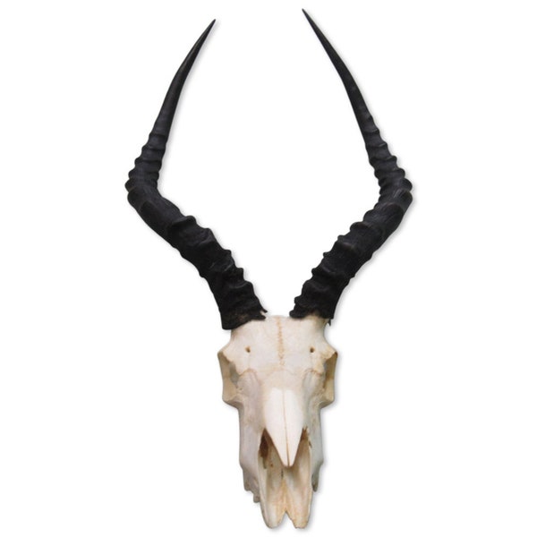 Impala Skull - Real African Antelope Skull - African Trophy Animal Skull Approx Size: 18HX12WX5D inches