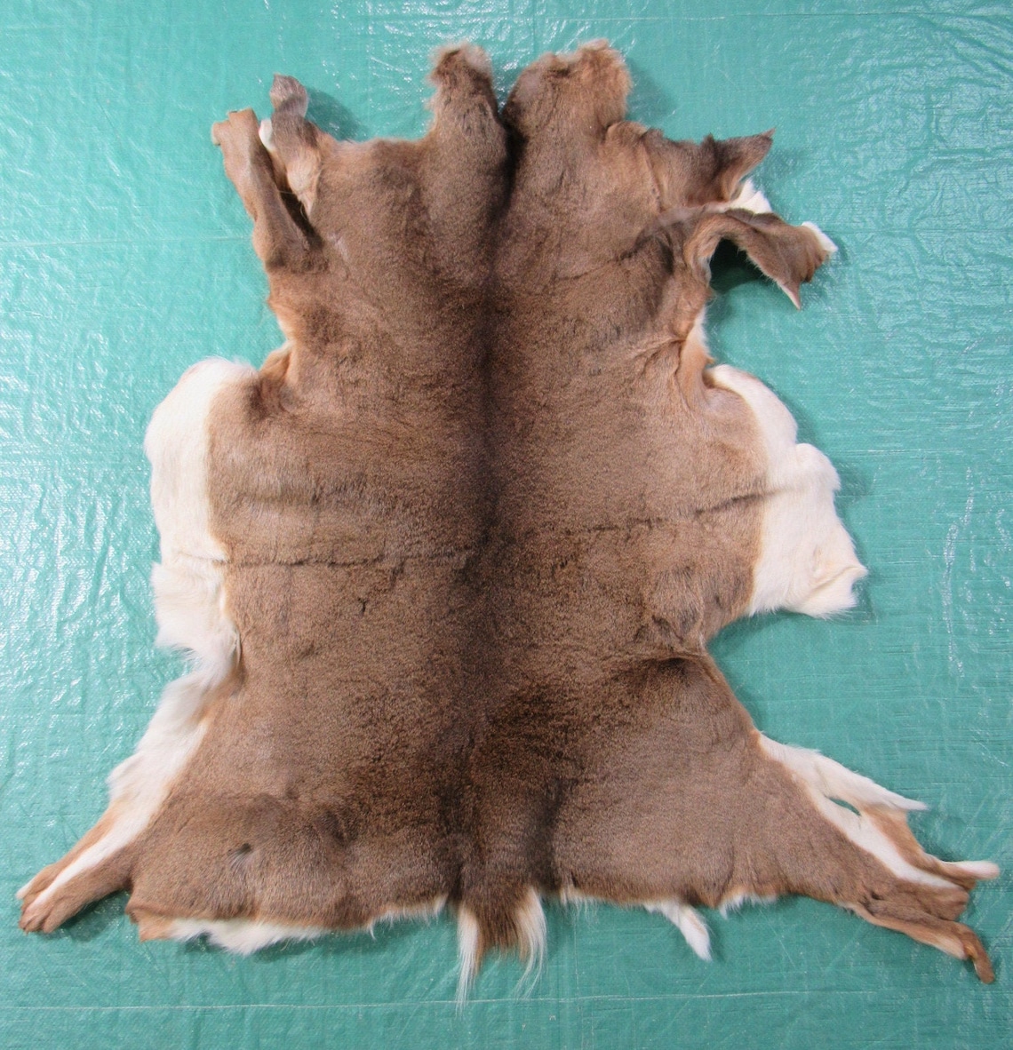 WhiteTailed Deer Skin Rug K117 Etsy