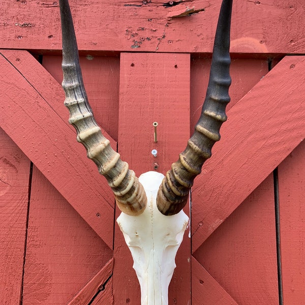 Deer Skull Real Blesbok Antelope Horns TAXIDERMY ANIMAL SKULL Blesbok Skull Average Size: 25HX10DX10W inches