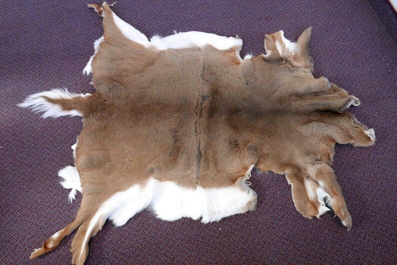 WhiteTailed Deer Skin Rug Etsy