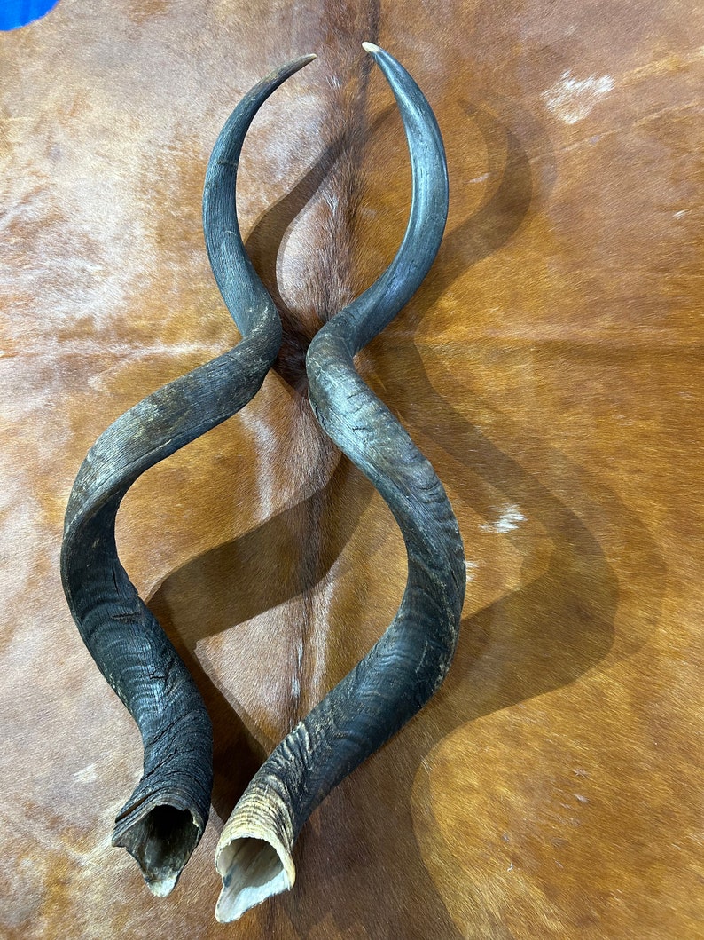 Set of Giant Record Size Kudu Horns African Antelope Outer Etsy