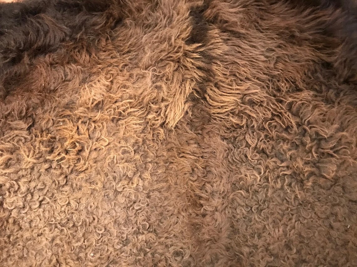 Buffalo Skin Rug American Buffalo Bison Hide Rug Etsy