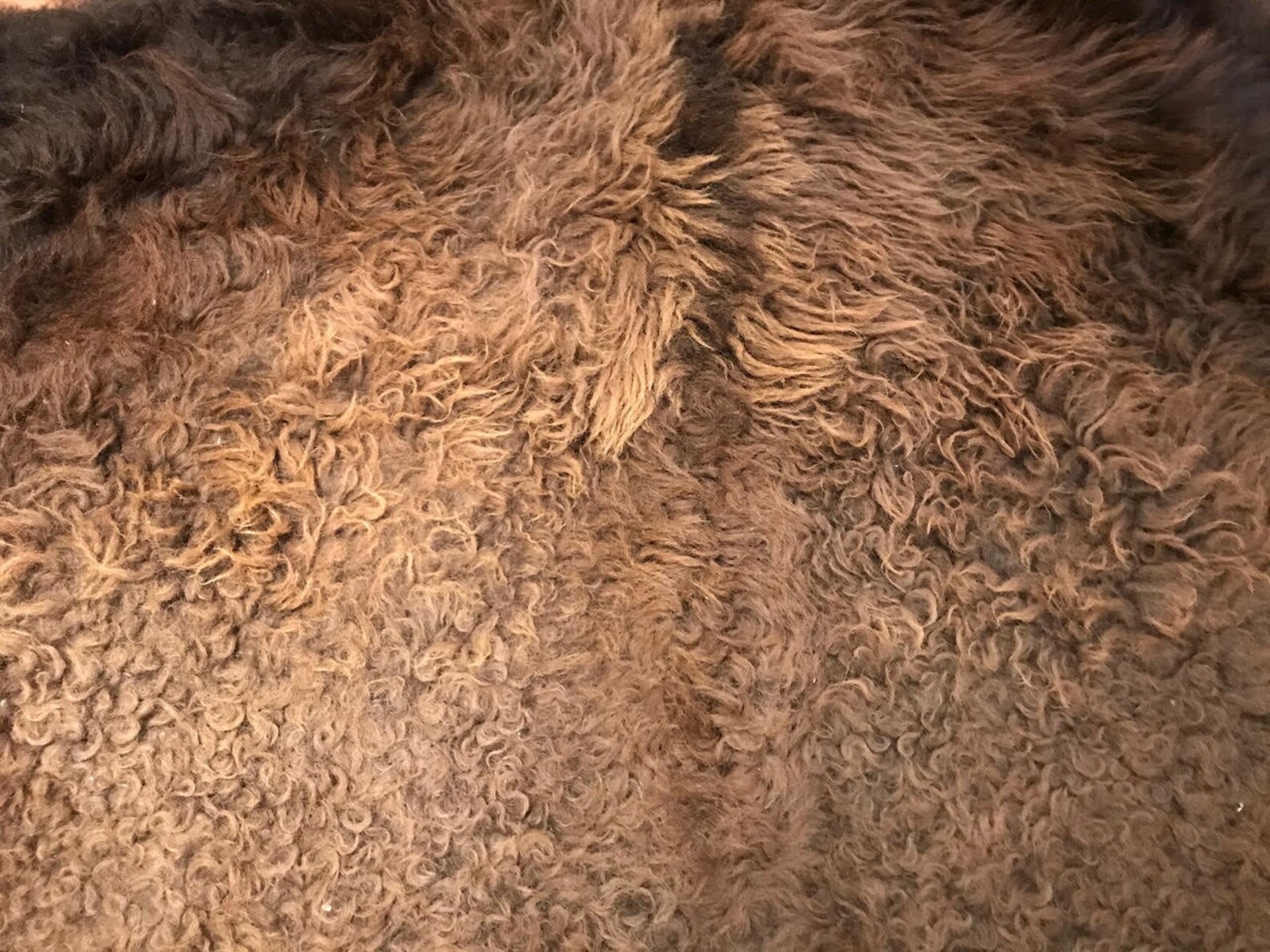 Buffalo Skin Rug American Buffalo Bison Hide Rug Etsy