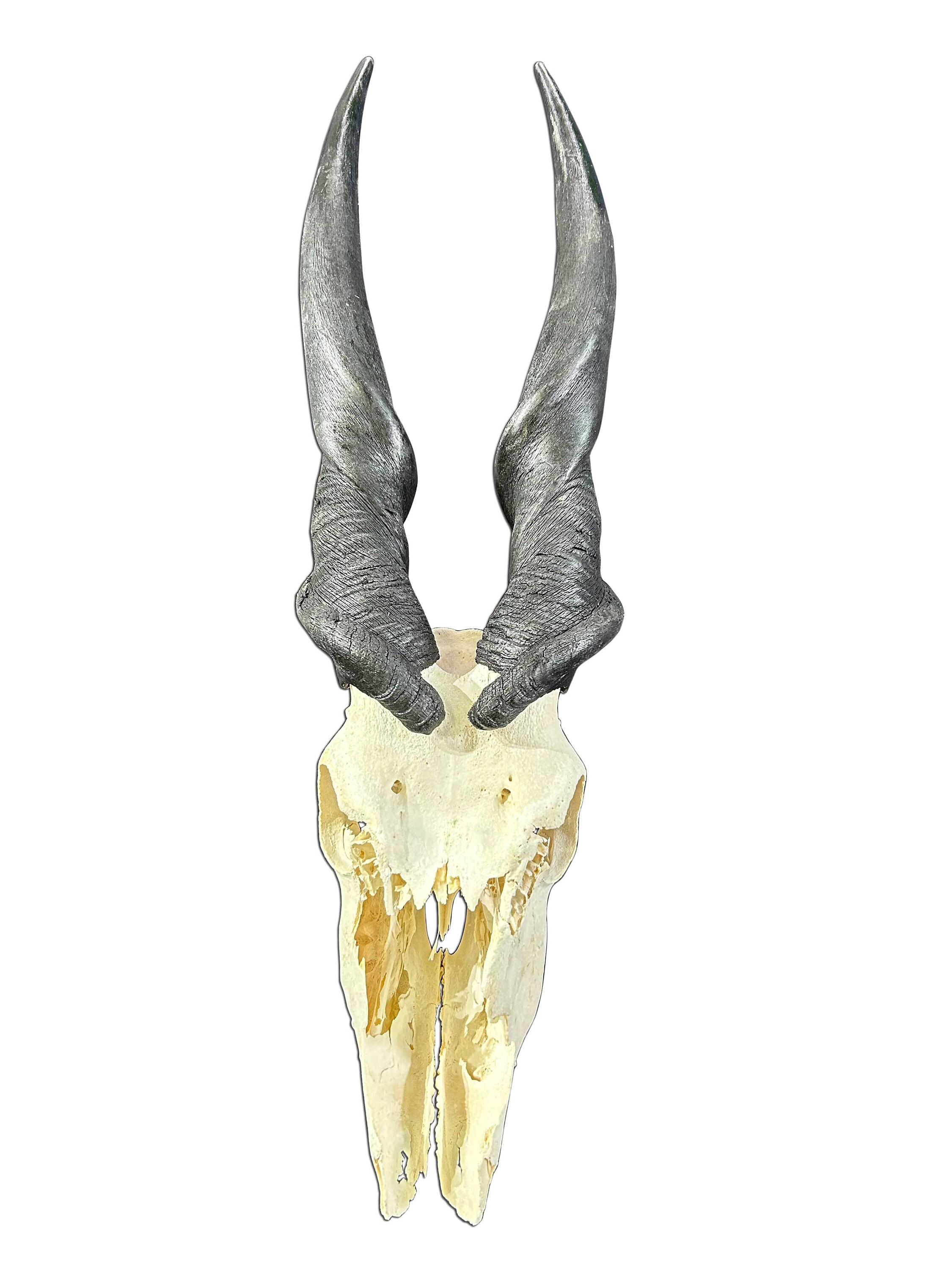 Eland Skull