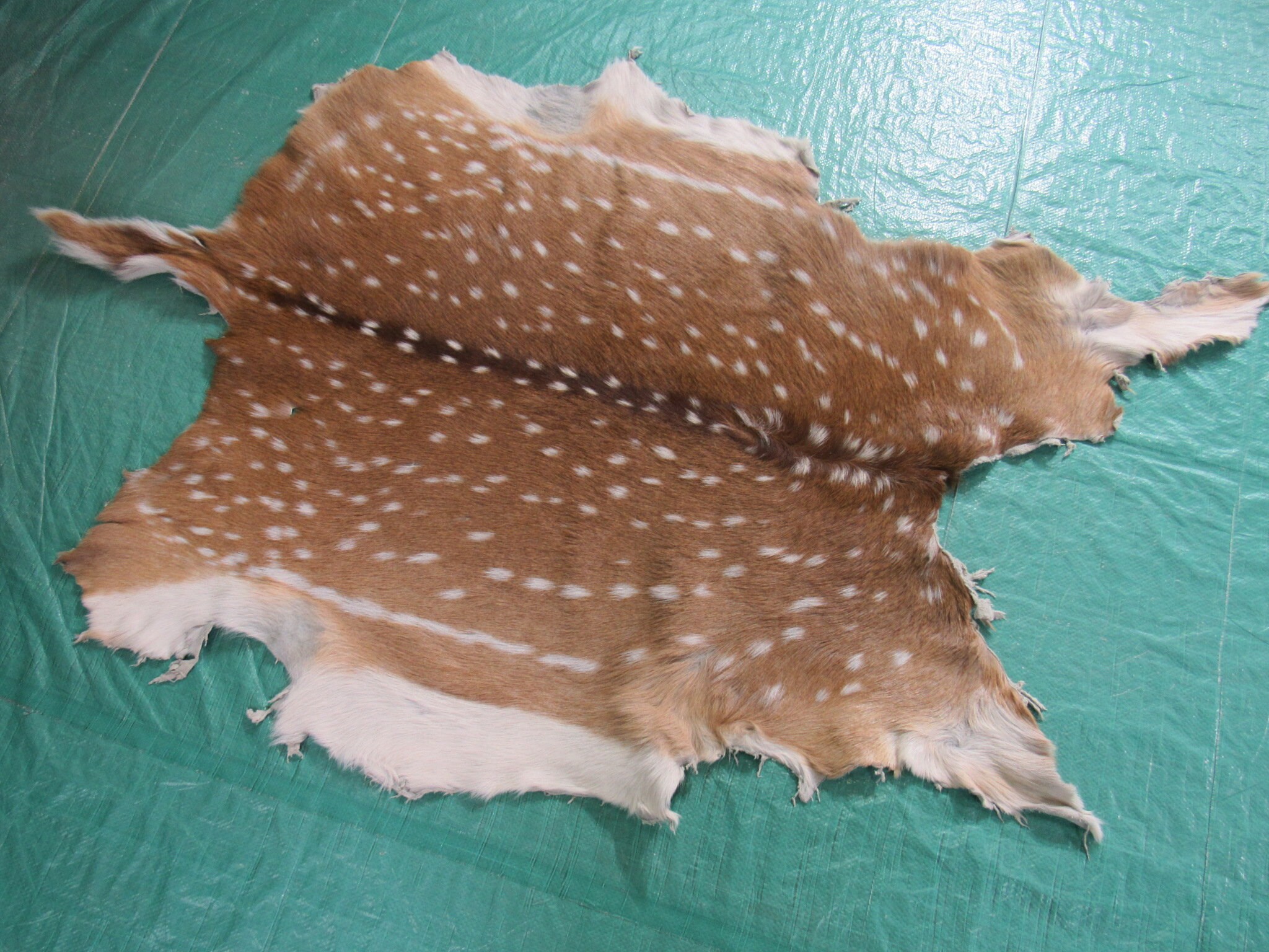 Axis Deer Skin Rug Rug Grade Axis597 Size 45X38 inches Etsy