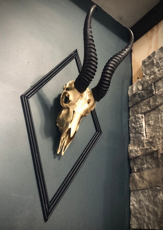 Real Antelope Skull Springbok Skull Deer Skull Animal Skull - Etsy Australia Real Antelope Skull Springbok Skull Deer Skull Animal Skull - Etsy Australia