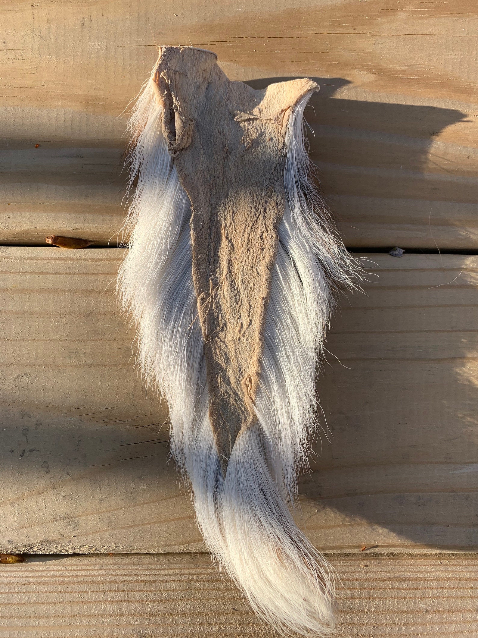 Gorgeous Axis Deer Tail Deer Tail Axis Deer Tanned Tails | Etsy