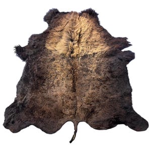 Bison Skin (GORGEOUS MANE! Super long fur around the neck, Nice tail, One small hole) - Size: 7x7 feet # 100