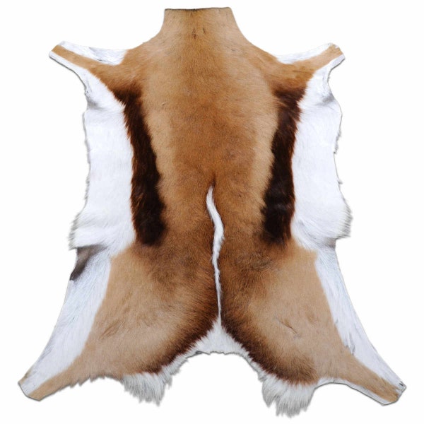 Springbok Skin Brand New Antelope Hide - Approx. Size: 35X20", African Deer Skin, Springbok Hide, Buck Skin, Deer Hide, Antelope Skin