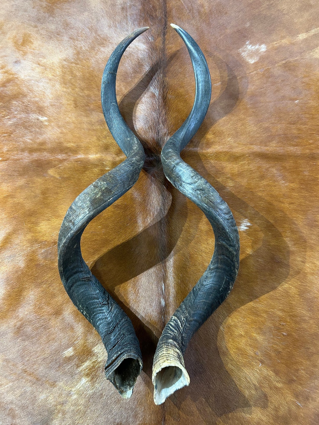 Set of Giant Record Size Kudu Horns, African Antelope Outer Horns