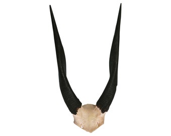 Crâne d'antilope - Véritables cornes d'antilope africaine Bushbuck - Trophée africain Crâne d'antilope Taille moyenne : 14HX9WX3D pouces