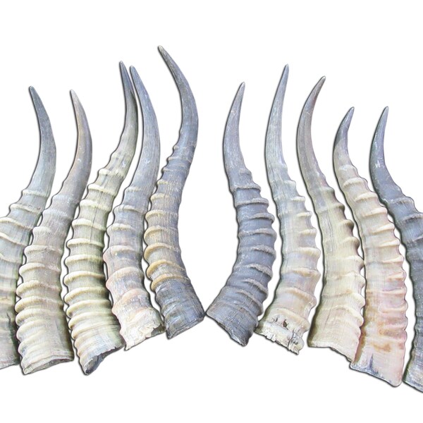 1 Blesbok Horn – African Antelope Horn, Approx. 14 Inches (Measured Straight), South Africa