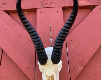 Deer Skull - Real African Antelope Horns - African Springbok Trophy Antelope Skull Approx Size: 15HX8WX9D inches