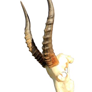 Real Blesbok Antelope Skull – Taxidermy Animal Skull 26x9x9 Inches (Cowhides USA, South Africa Origin)