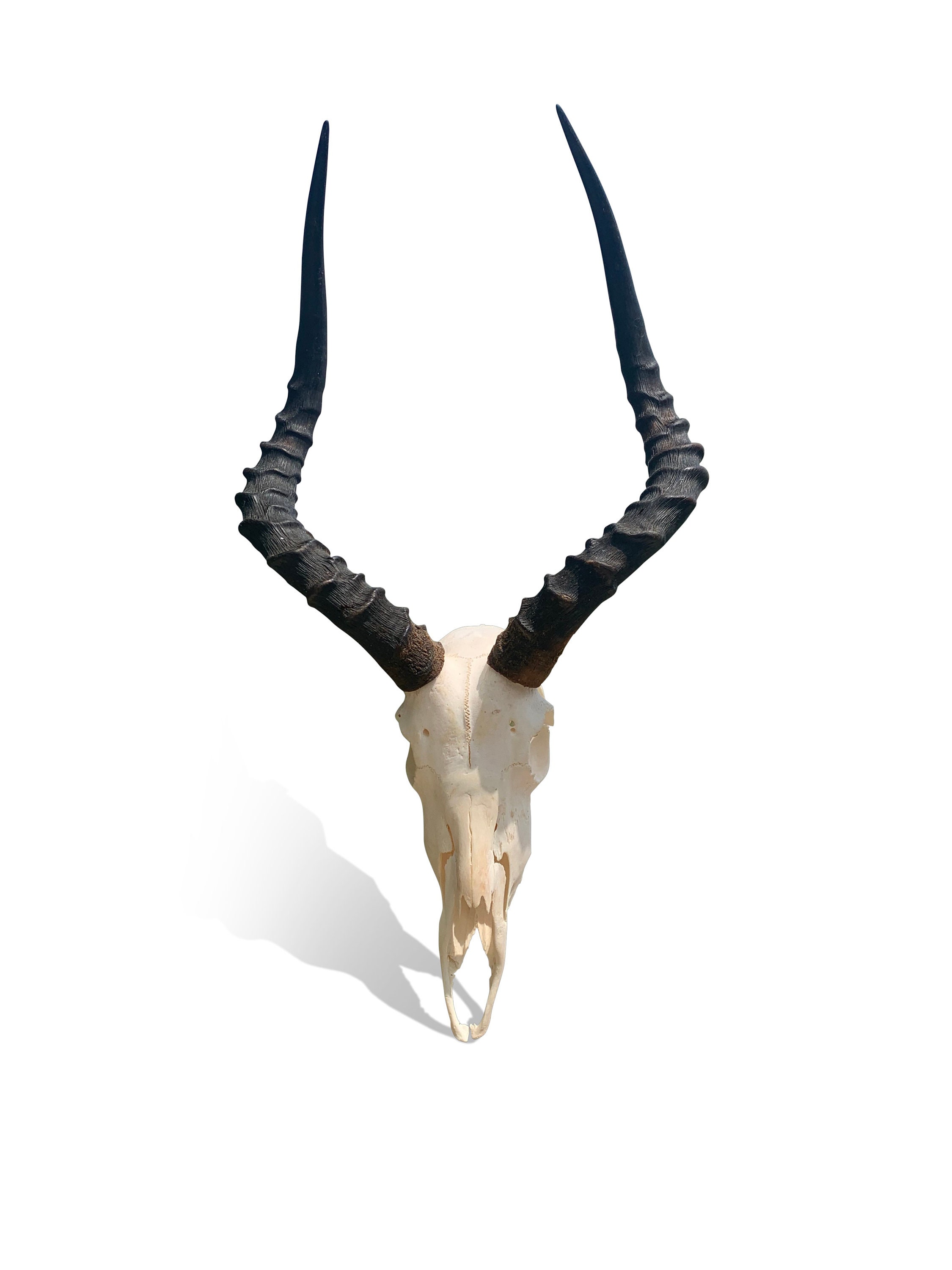 Animal Skull Real African Antelope Horns African Trophy - Etsy Animal Skull Real African Antelope Horns African Trophy - Etsy