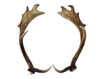 Real Fallow Deer Horns Set - Genuine Fallow Deer Horns Approximate Length: 22" inches