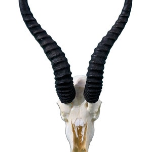 Springbuck Skull - Real African Antelope Horns - African Trophy Antelope Skull Approx Size: 15HX9WX5D inches