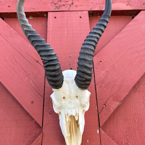 Deer Skull - Real African Antelope Horns - African Springbok Trophy Antelope Skull Approx Size: 15HX9WX5D inches