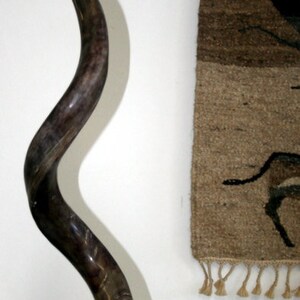 thumbnail interactive-video image 1 of Genuine Blesbok Horn - African Antelope Taxidermy Specimen - Approx. 14 Inches 1 of 6