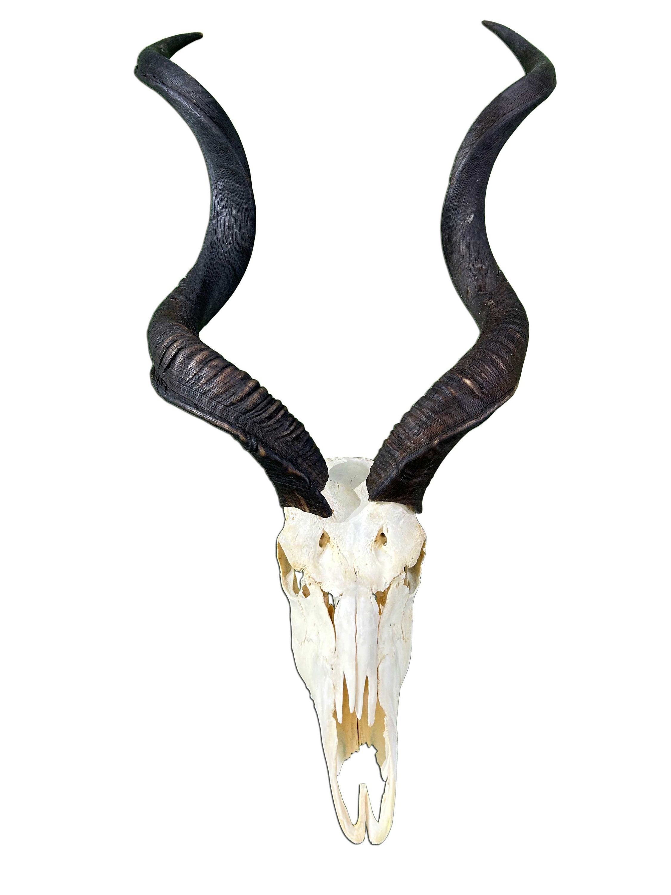 Curled Horns - Etsy Curled Horns - Etsy