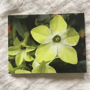 Tarjeta de notas en blanco · Floración anual de Nicotiana · Tarjeta fotográfica floral verde lima