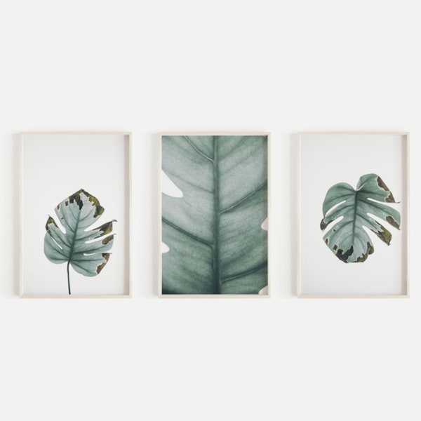 Set of 3 Monstera print wall art, Leaf photography poster, Large botanical decor, Printable leaves, Digital download, Tropical Nature poster