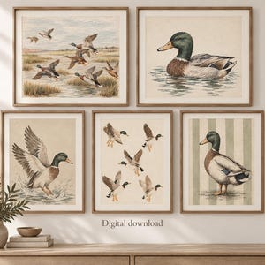 Pode incluir: Um conjunto de cinco impressões de parede emolduradas com patos-reais em várias poses. As ilustrações mostram patos em voo sobre um pântano, a nadar, a aterrar na água, um grupo de patos a voar e um pato de pé num fundo às riscas.
