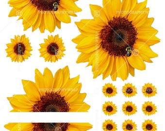 Free Free Sunflower Waterslide Svg 831 SVG PNG EPS DXF File