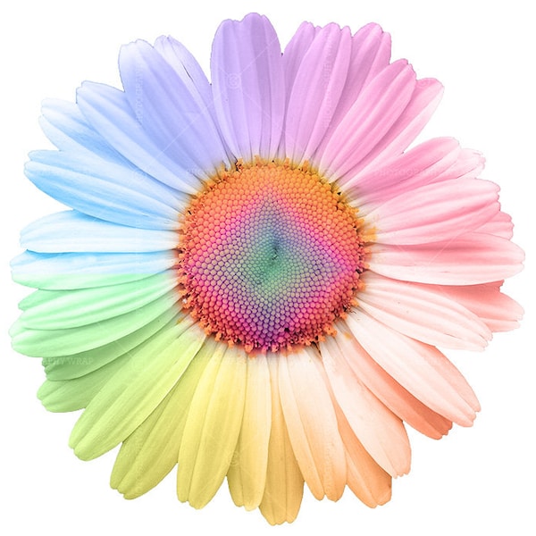 Rainbow Daisy PNG Waterslide, Sublimation, Decal, Clipart, Transfer Image, Hi-Res  #1034-daisy