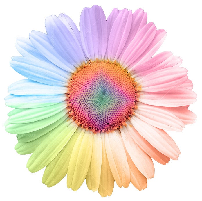 Rainbow Daisy PNG Waterslide Sublimation Decal Clipart - Etsy