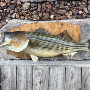 Striped Bass Mount Large 30.5” long fish Taxidermy Mounted on a Wooden Plaque with two holes for included screws or other hanging methods